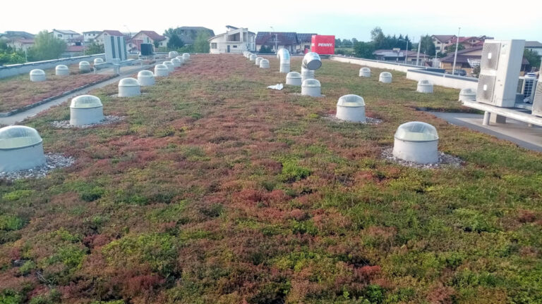 Penny Otopeni, acoperiș verde cu sedum, construit în 2020, pe o suprafață 900 mp