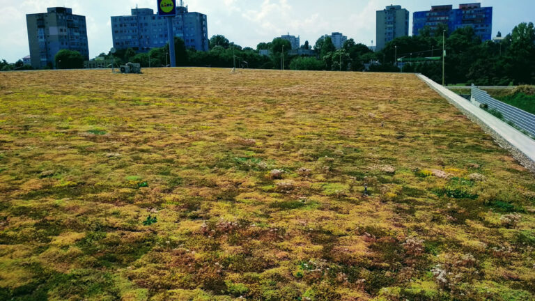 Lidl Șos. Mangaliei, Constanța, acoperiș verde extensiv, construit în 2018 pe o suprafață de 2250 mp