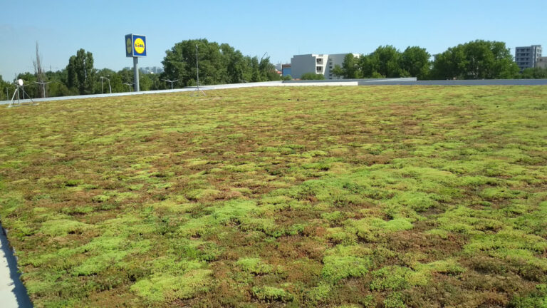 Lidl Soveja, Constanța, suprafață acoperiș verde extensiv 1550 mp, anul construcției 2018