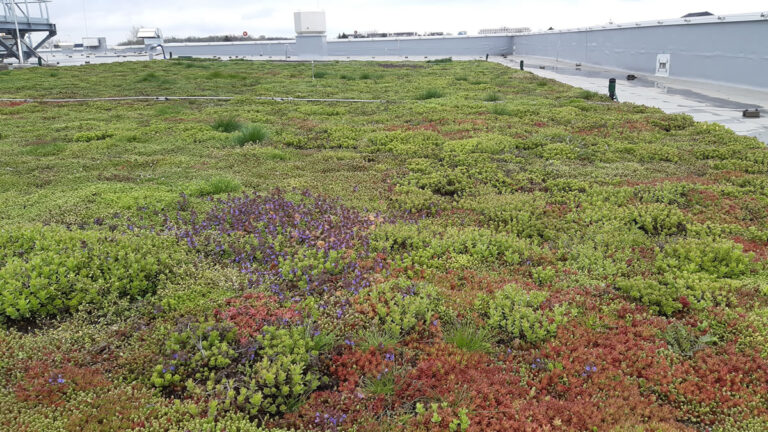 Kaufland București Străulești, zone cu vegetație extensivă instalate pe acoperiș, total 900 mp