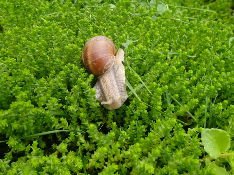 Avantajele acoperișurilor verzi