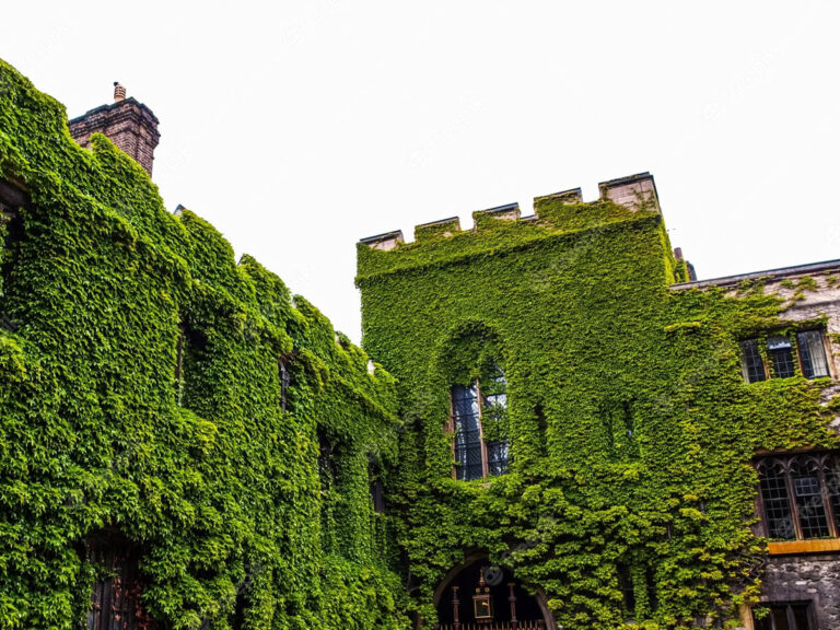 Castel medieval cu perete verde, sursă: Freepik.com