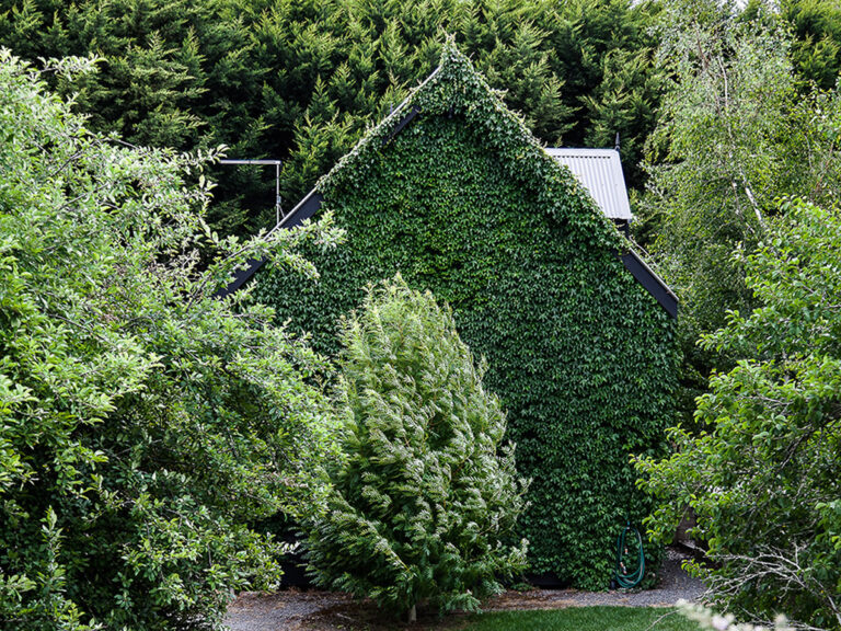 Fațade verzi cu plante cățărătoare autonome​