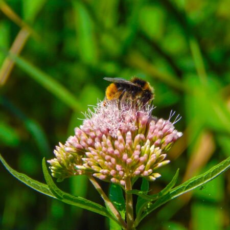 Oprim apocalipsa insectelor