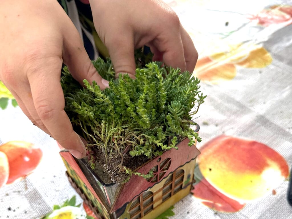 Sărbătorim Ziua Mondială a Acoperișurilor Verzi