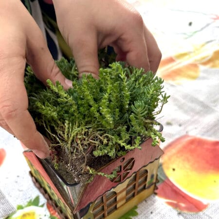 Sărbătorim Ziua Mondială a Acoperișurilor Verzi