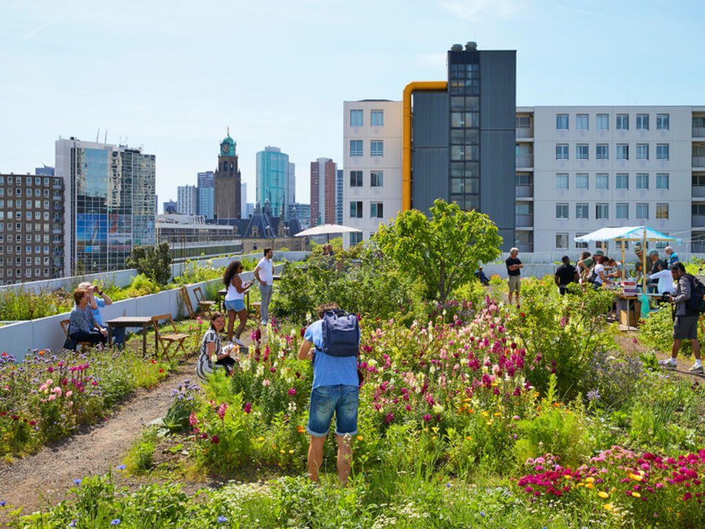 Sărbătorim Ziua Mondială a Acoperișurilor Verzi!