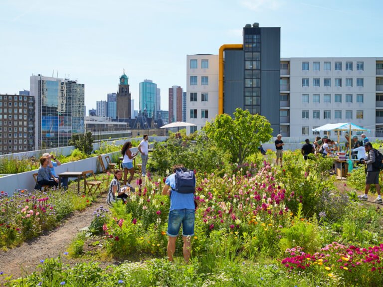 Sărbătorim Ziua Mondială a Acoperișurilor Verzi!
